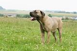 CANE CORSO 1120